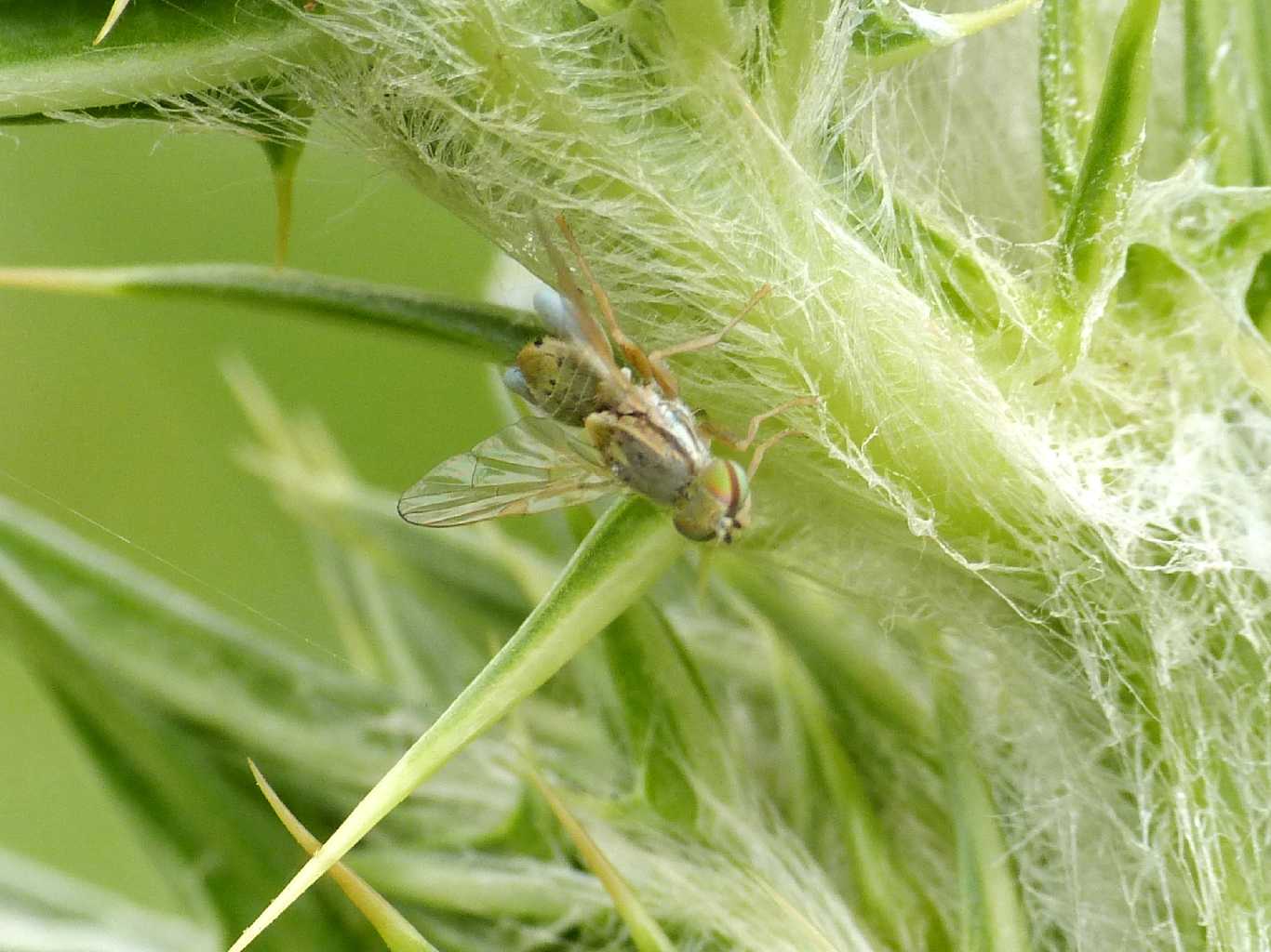 Tephritidae: Terellia cfr  serratulae